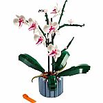 Orchid