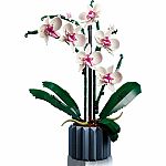 Orchid