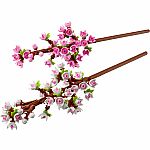 Cherry Blossoms