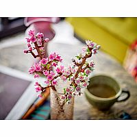Cherry Blossoms