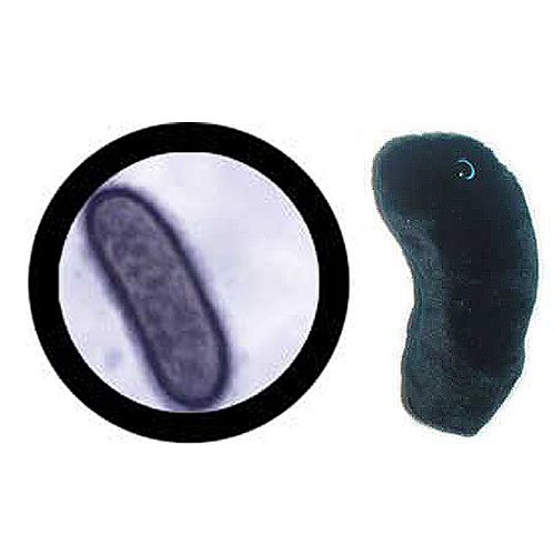 giant microbes black death