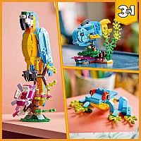 Exotic Parrot
