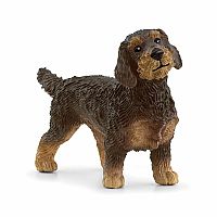 Wire-Haired Dachshund