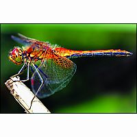 MetalEarth Dragonfly 