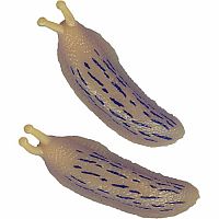 Banana Slugfest Slugs